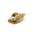 Pinza Capelli a Forma di Conchiglia Metallizzata Oro Wynie