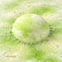 Wynie Color Mix 2 Bath Bomb | Bomba da Bagno Colorata Effervescente, verde e bianco (fragranza avocado) nell'acqua